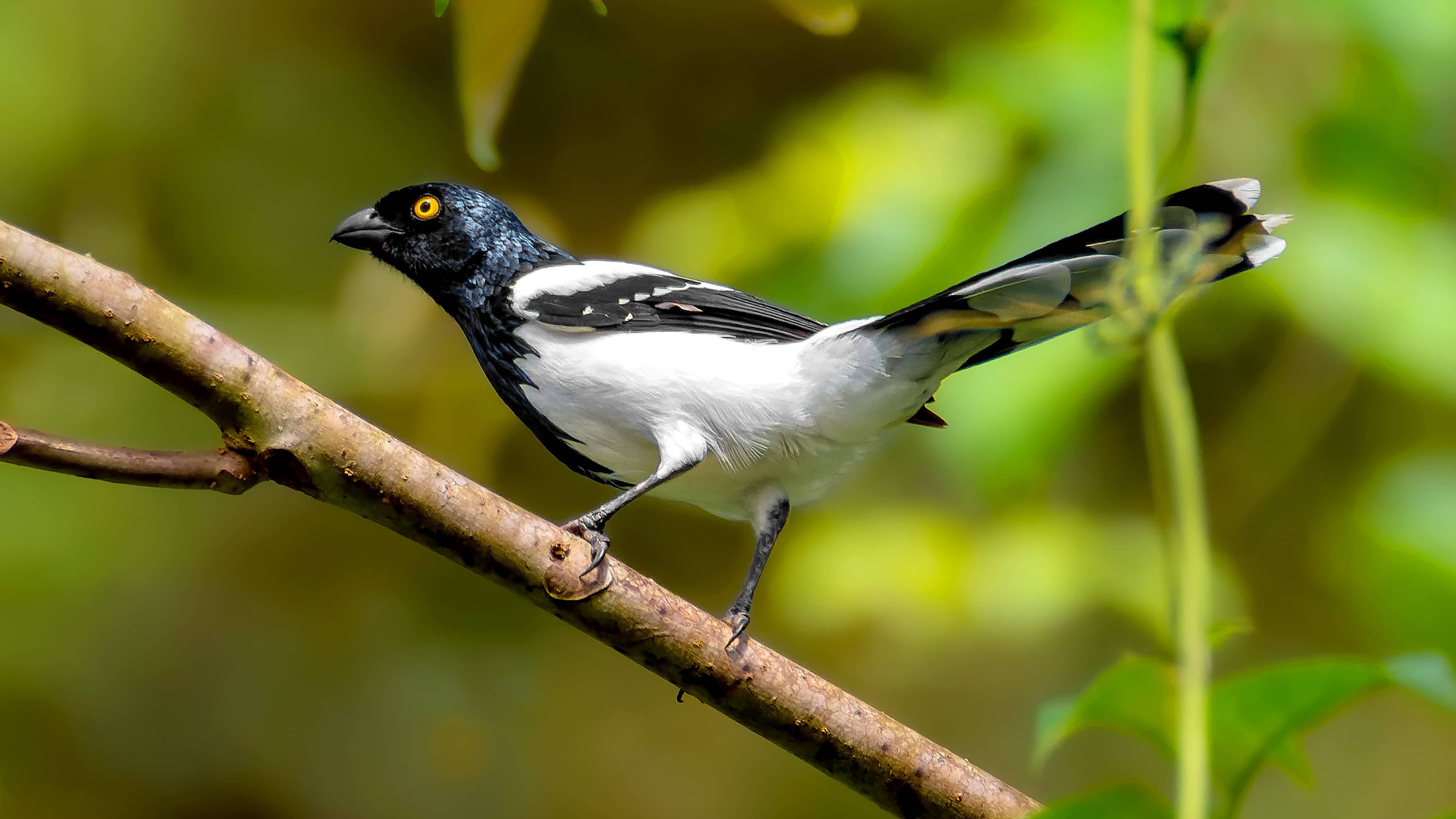 Magpie Tanager